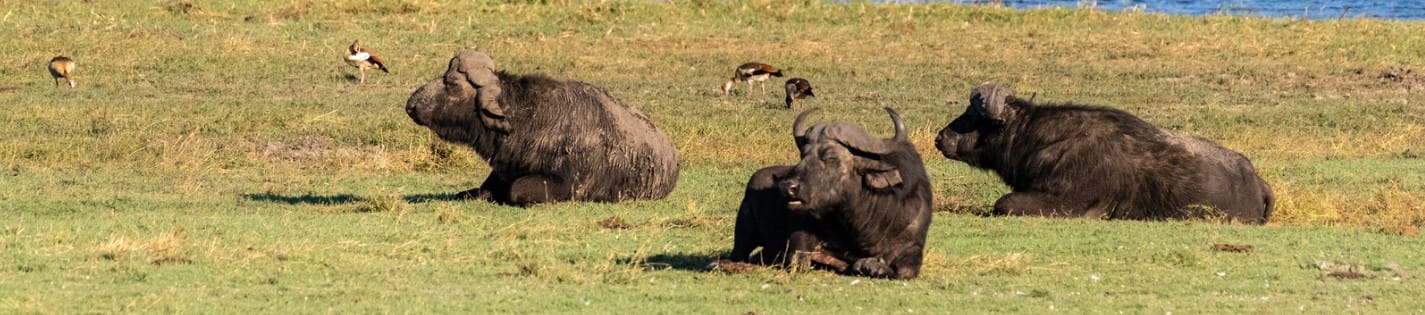 ivière Chobe sont animées par la présence gracieuse des hippopotames