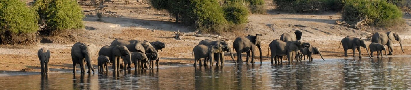 Les lions majestueux, les léopards insaisissables et les troupeaux de buffles 