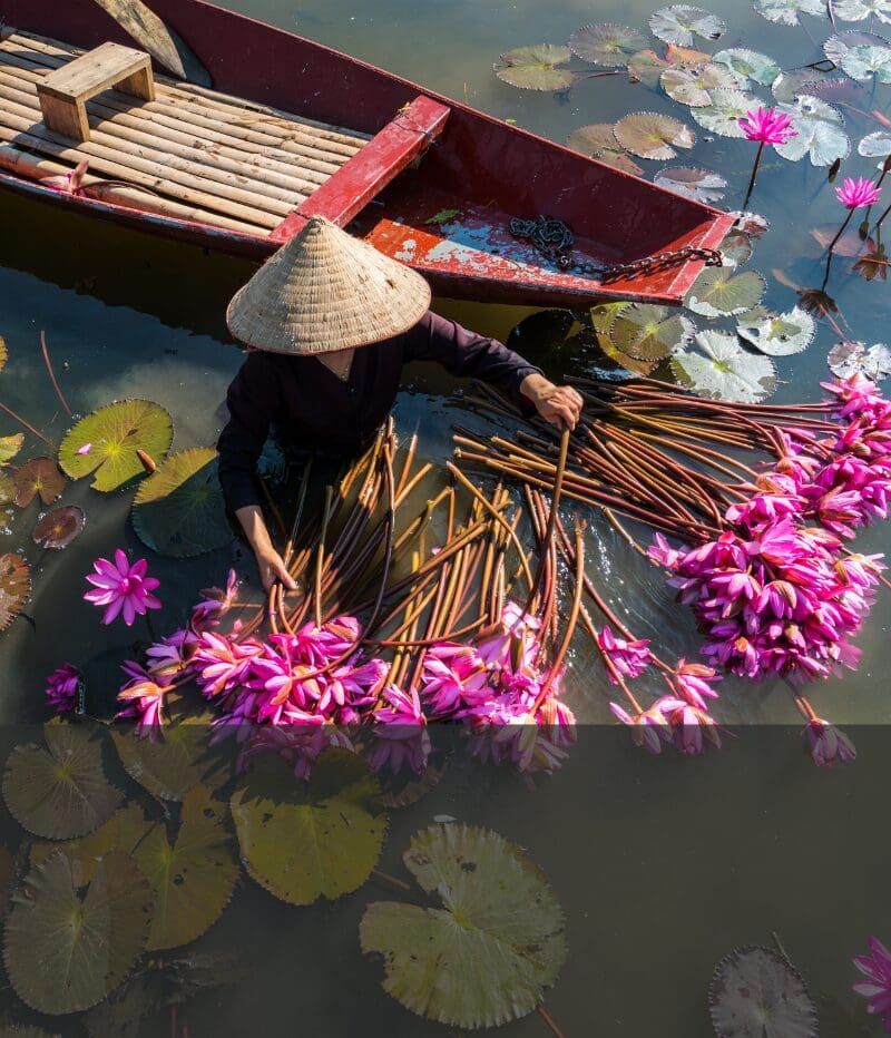 Plongez-vous dans la beauté du Vietnam : des villes animées, des paysages émeraude, et des trésors du patrimoine mondial de l'Unesco.