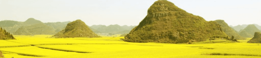 champs de colza, où des falaises karstiques pointues se dressent au milieu du paysage 